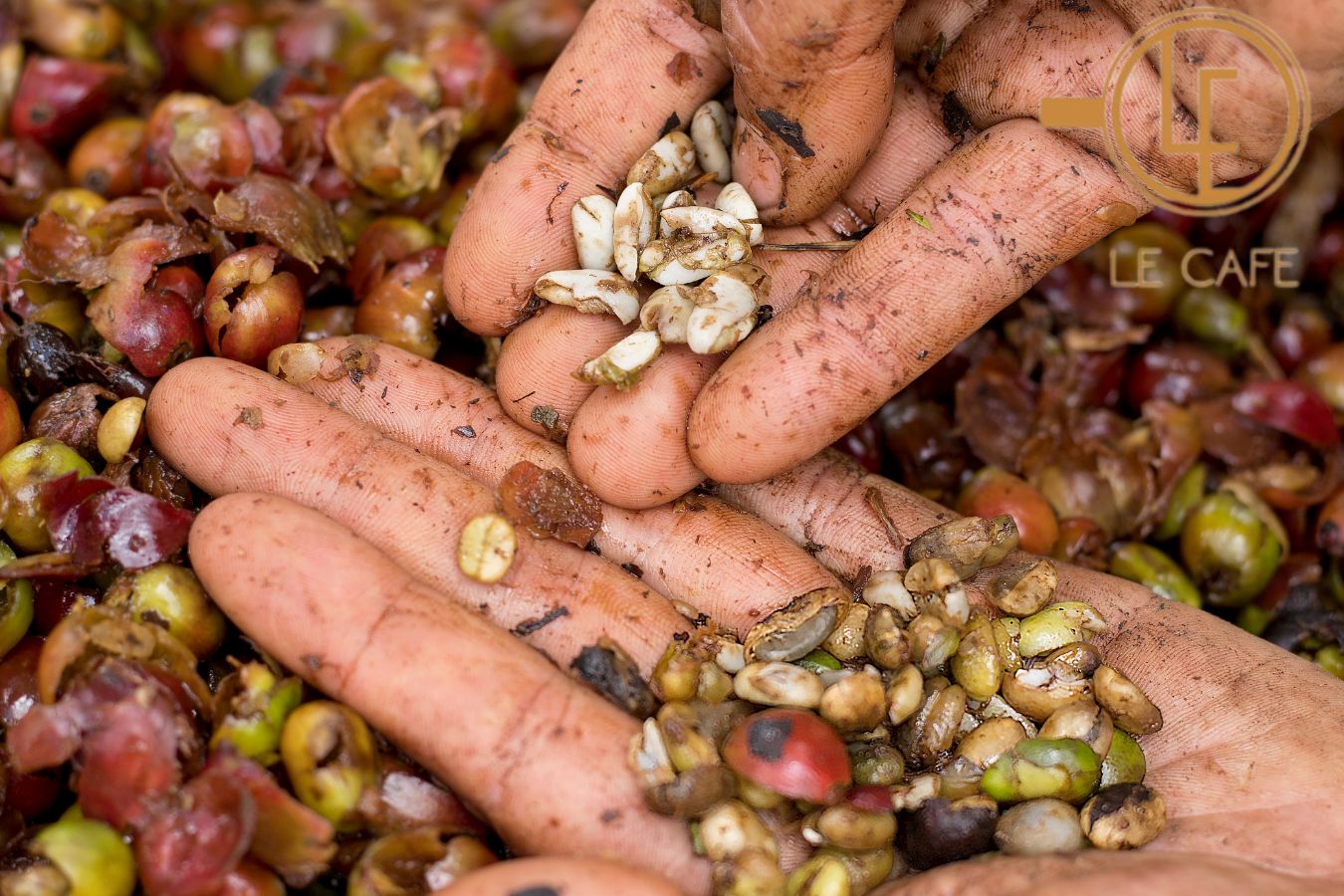 5 Dấu Hiệu Cà Phê Hư Và Cách Bảo Quản Cà Phê Đúng Cách